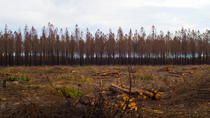 forêt de pins incendiée